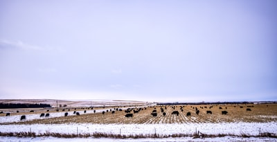 Brown fields under the blue sky during the day
